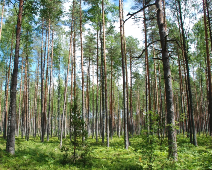 Bosque de pinos estonios en el Parque Nacional de Lahemaa